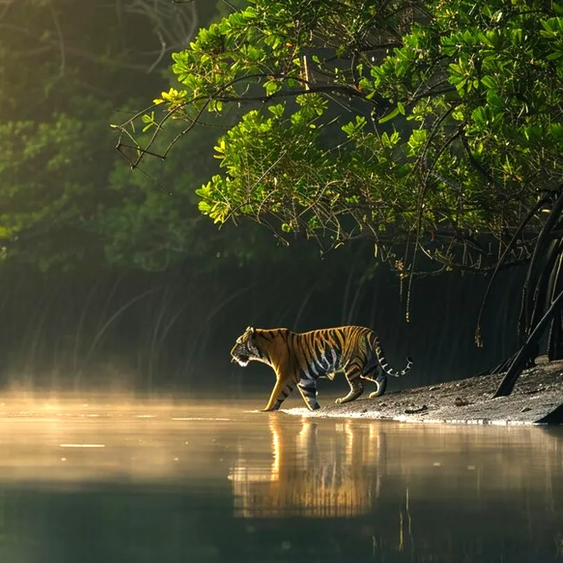 Sundarban Natural Tour Photo